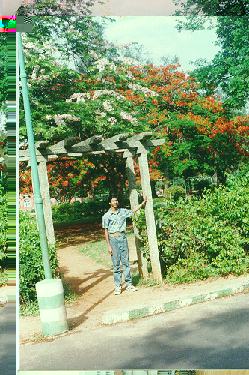 Blossoms in Cubbon Park